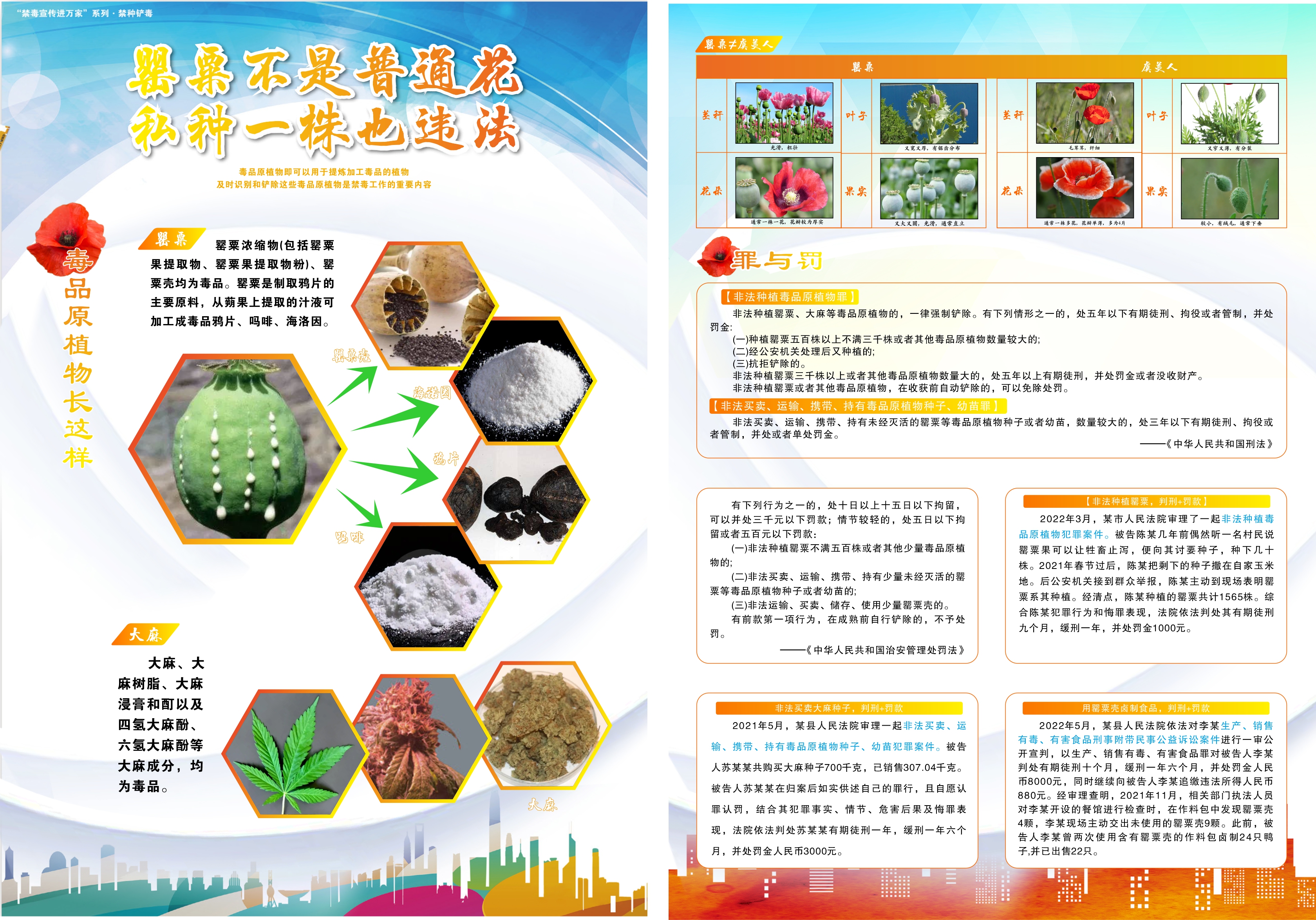“禁毒宣传进万家”系列·禁种铲毒——罂粟不是普通花 私种一株也违法（横图）
